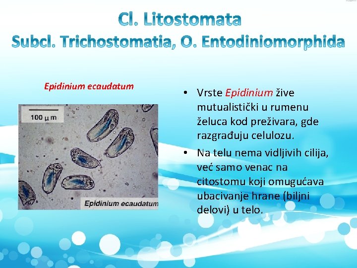 Epidinium ecaudatum • Vrste Epidinium žive mutualistički u rumenu želuca kod preživara, gde razgrađuju