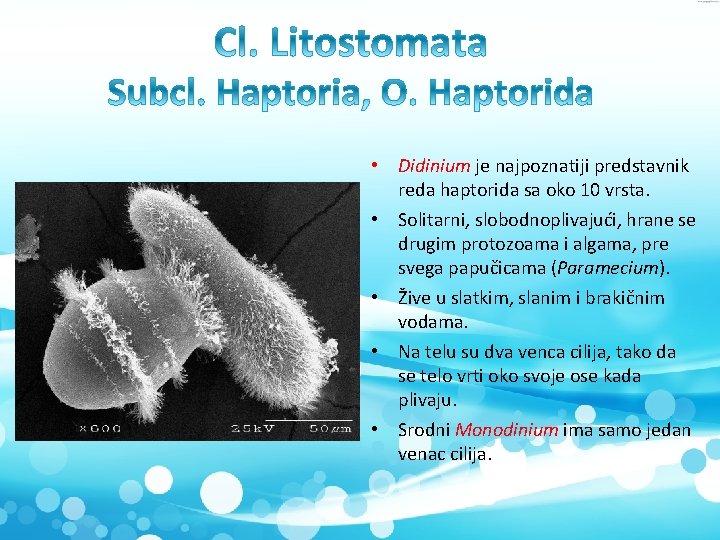  • Didinium je najpoznatiji predstavnik reda haptorida sa oko 10 vrsta. • Solitarni,