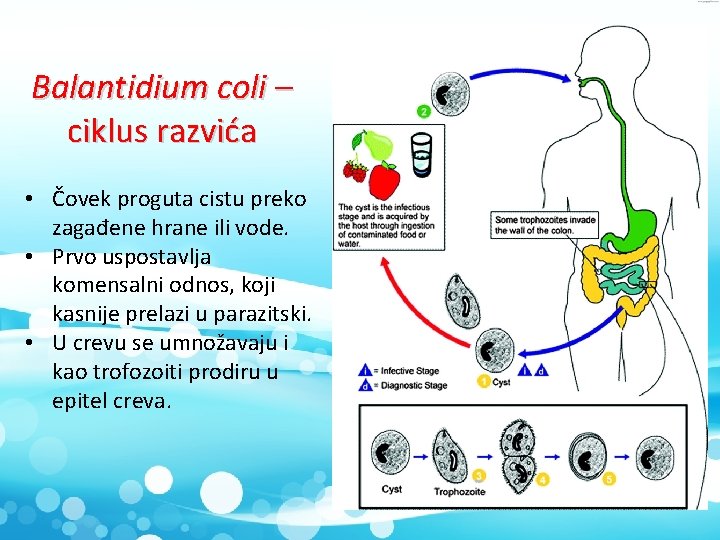 Balantidium coli – ciklus razvića • Čovek proguta cistu preko zagađene hrane ili vode.