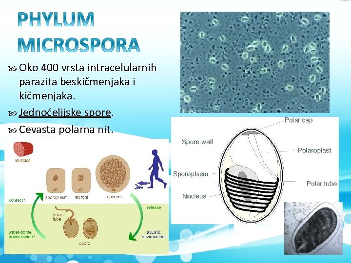  Oko 400 vrsta intracelularnih parazita beskičmenjaka i kičmenjaka. Jednoćelijske spore. Cevasta polarna nit.