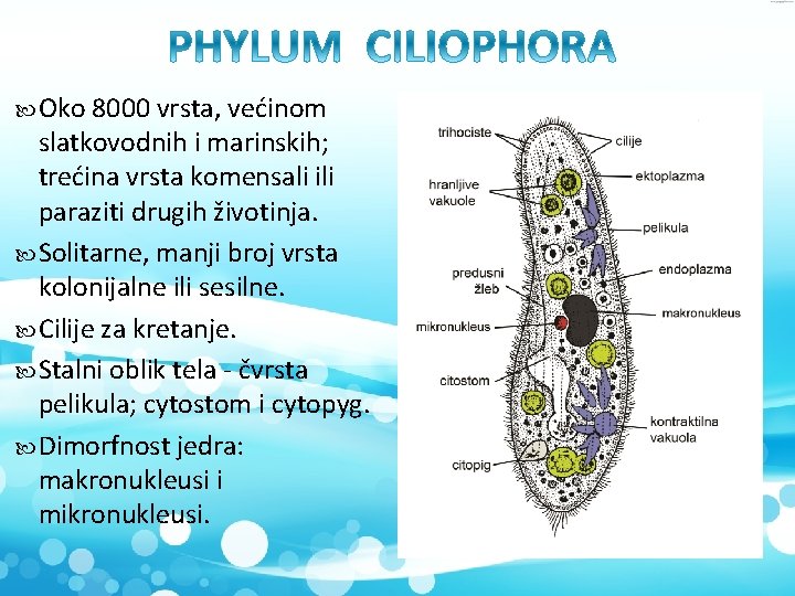  Oko 8000 vrsta, većinom slatkovodnih i marinskih; trećina vrsta komensali ili paraziti drugih