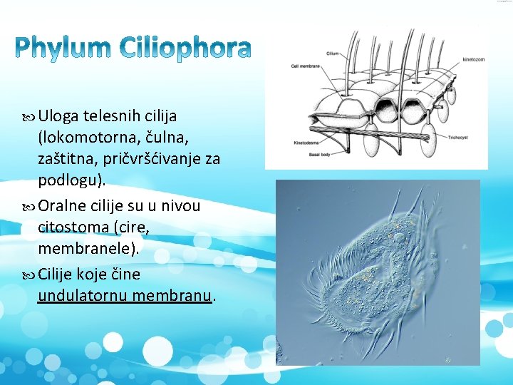  Uloga telesnih cilija (lokomotorna, čulna, zaštitna, pričvršćivanje za podlogu). Oralne cilije su u