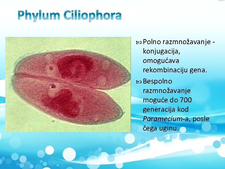  Polno razmnožavanje - konjugacija, omogućava rekombinaciju gena. Bespolno razmnožavanje moguće do 700 generacija