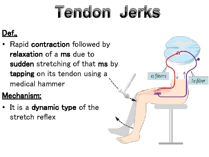 Tendon Jerks Def. , • Rapid contraction followed by relaxation of a ms due
