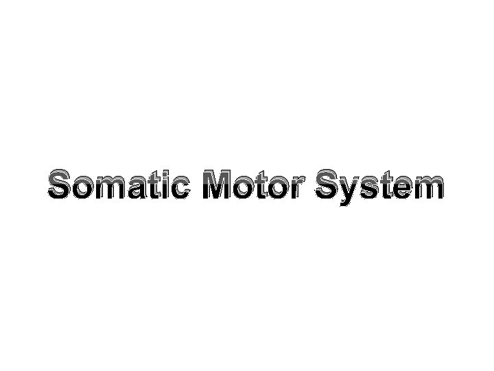 Somatic Motor System 