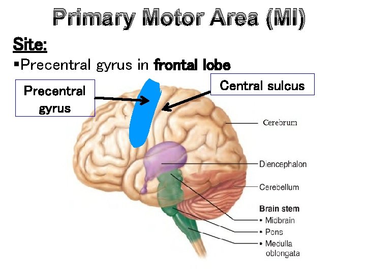 Primary Motor Area (MI) Site: §Precentral gyrus in frontal lobe Precentral gyrus Central sulcus