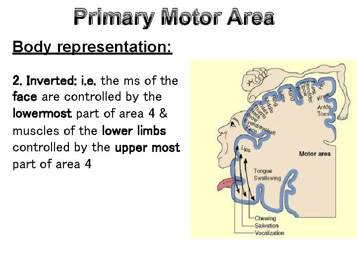 Primary Motor Area Body representation: 2. Inverted: i. e. the ms of the face