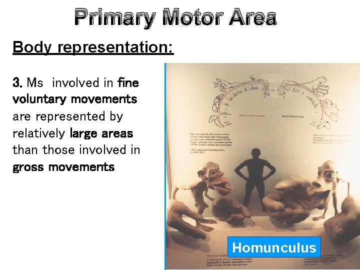 Primary Motor Area Body representation: 3. Ms involved in fine voluntary movements are represented