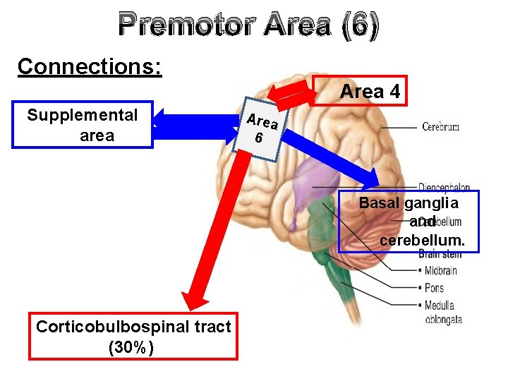 Premotor Area (6) Connections: Area 4 Supplemental area Area 6 Basal ganglia and cerebellum.