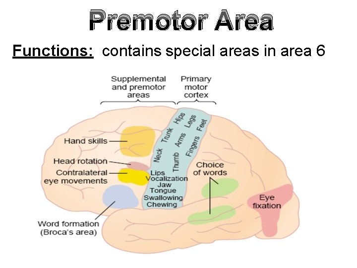 Premotor Area Functions: contains special areas in area 6 