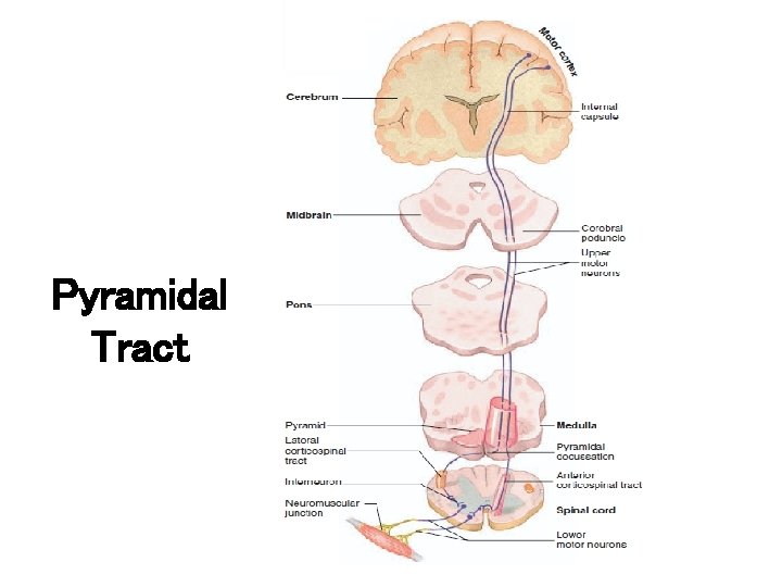 Pyramidal Tract 