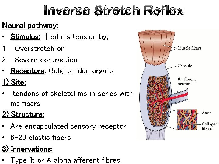 Inverse Stretch Reflex Neural pathway: • Stimulus: ↑ed ms tension by; 1. Overstretch or