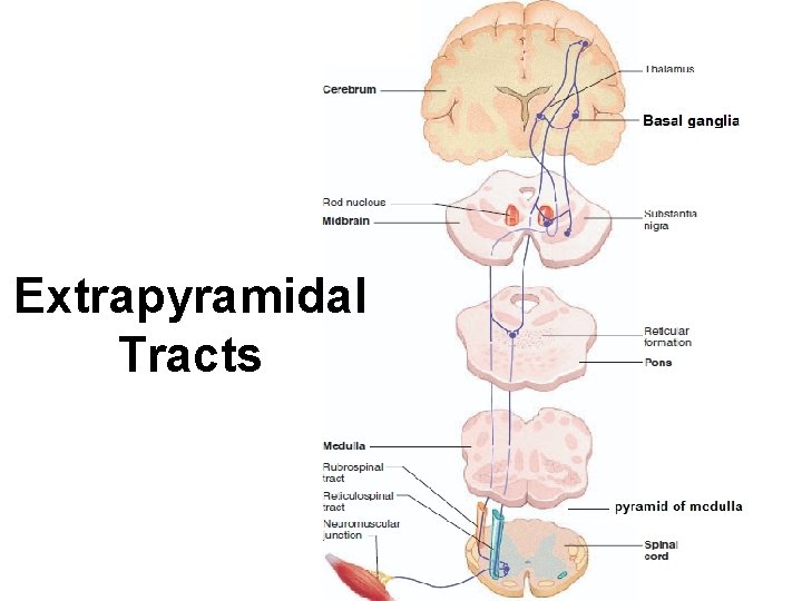 Extrapyramidal Tracts 