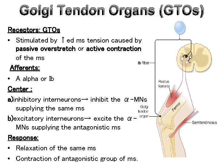 Golgi Tendon Organs (GTOs) Receptors: GTOs • Stimulated by ↑ed ms tension caused by