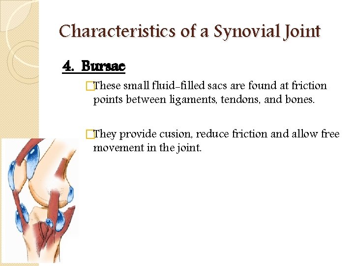 Characteristics of a Synovial Joint 4. Bursae �These small fluid-filled sacs are found at