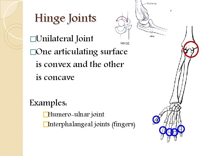 Hinge Joints �Unilateral Joint �One articulating surface is convex and the other is concave