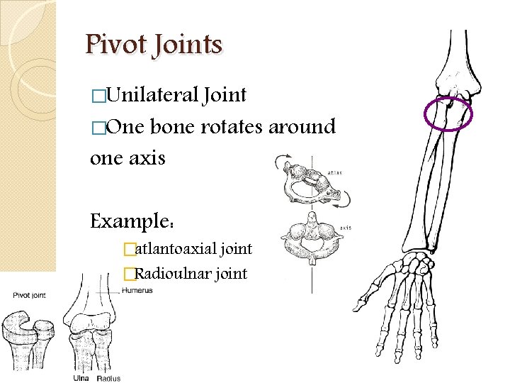 Pivot Joints �Unilateral Joint �One bone rotates around one axis Example: �atlantoaxial joint �Radioulnar