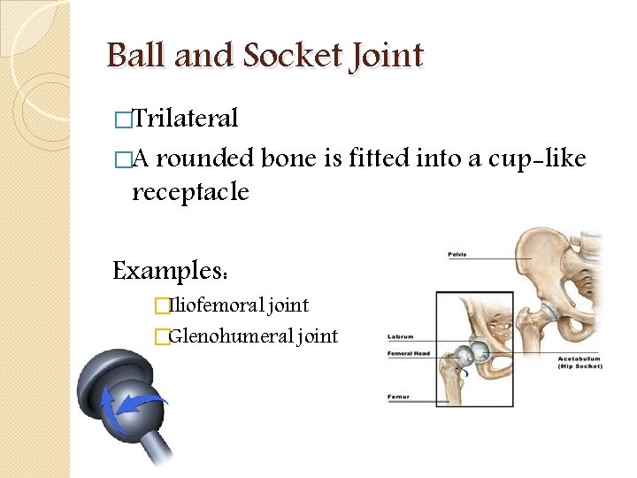 Ball and Socket Joint �Trilateral �A rounded bone is fitted into a cup-like receptacle