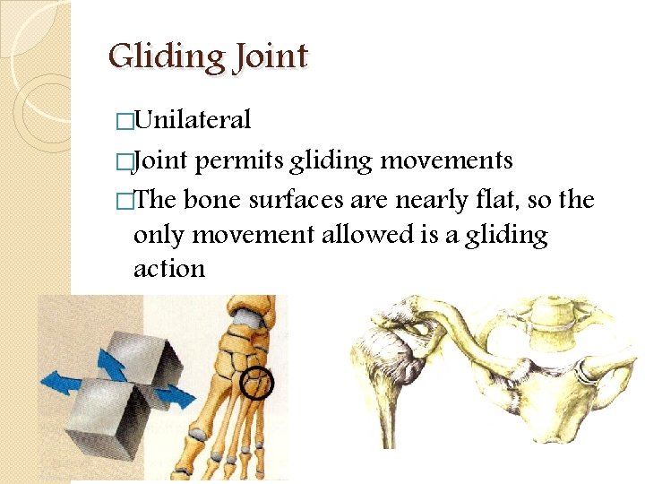 Gliding Joint �Unilateral �Joint permits gliding movements �The bone surfaces are nearly flat, so