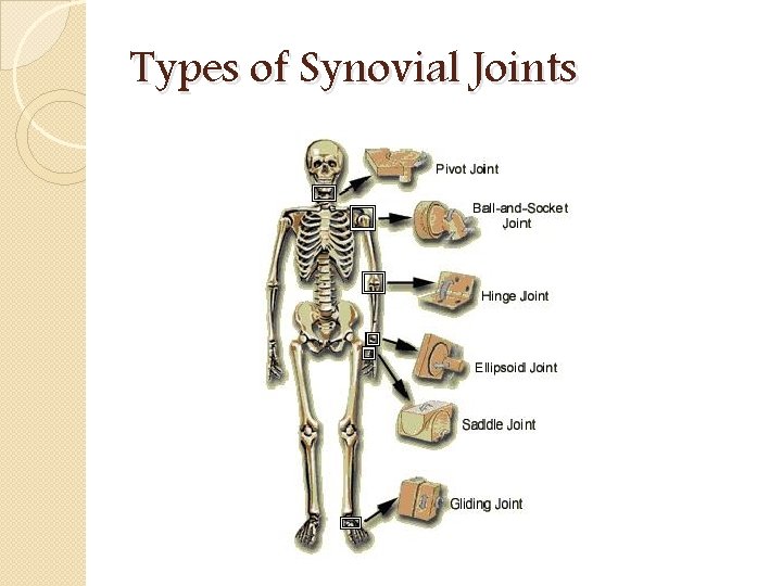 Types of Synovial Joints 