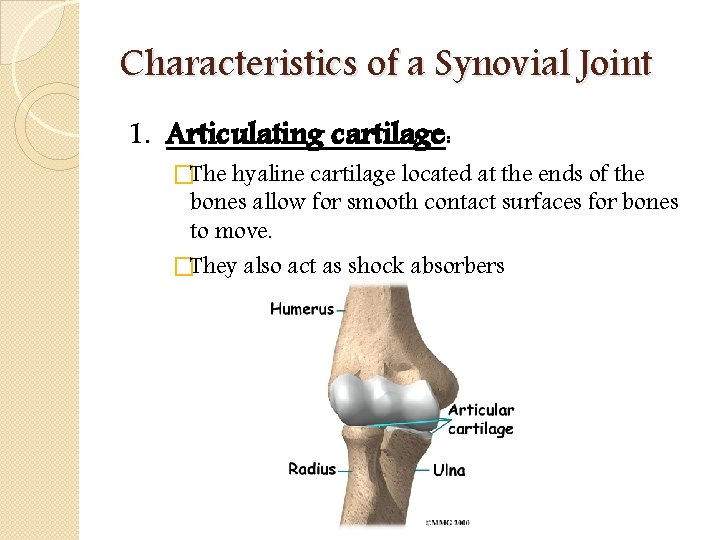 Characteristics of a Synovial Joint 1. Articulating cartilage: �The hyaline cartilage located at the