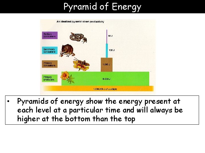 Pyramid of Energy • Pyramids of energy show the energy present at each level