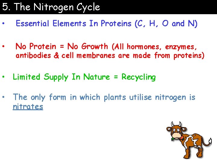 5. The Nitrogen Cycle • Essential Elements In Proteins (C, H, O and N)