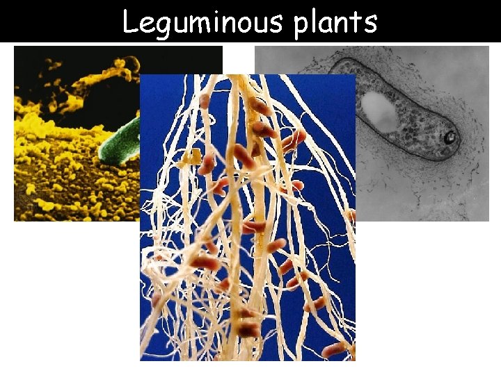 Leguminous plants 