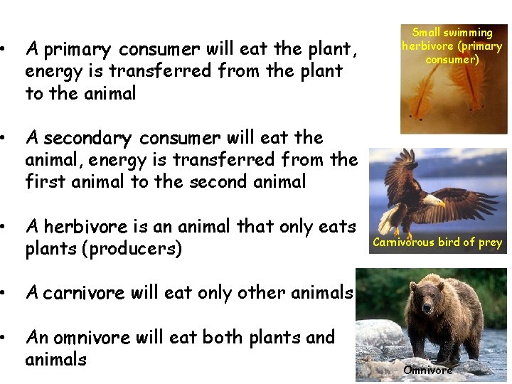 • A primary consumer will eat the plant, energy is transferred from the