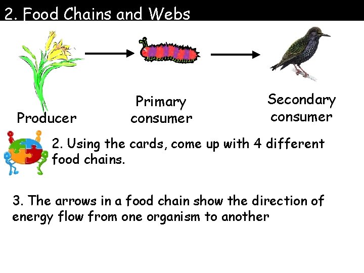 2. Food Chains and Webs Producer Primary consumer Secondary consumer 2. Using the cards,