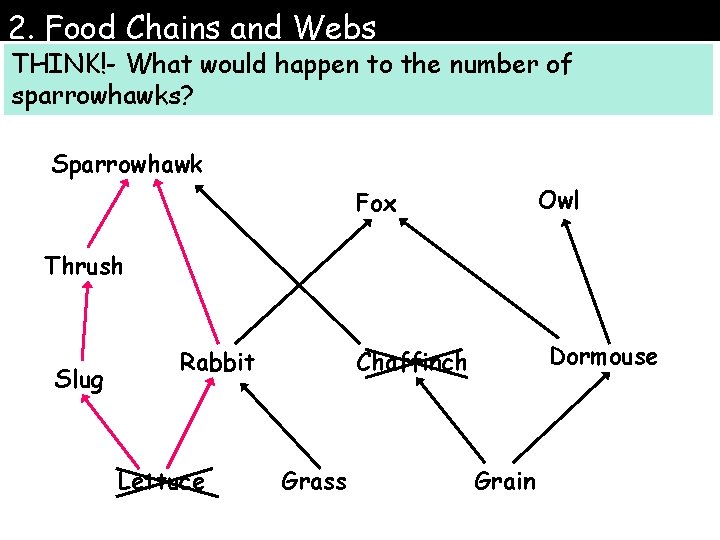 2. Food Chains and Webs THINK!- What would happen to the number of sparrowhawks?