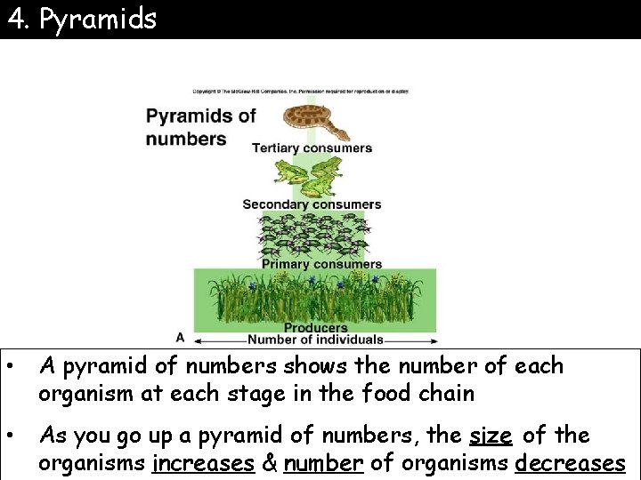 4. Pyramids • A pyramid of numbers shows the number of each organism at