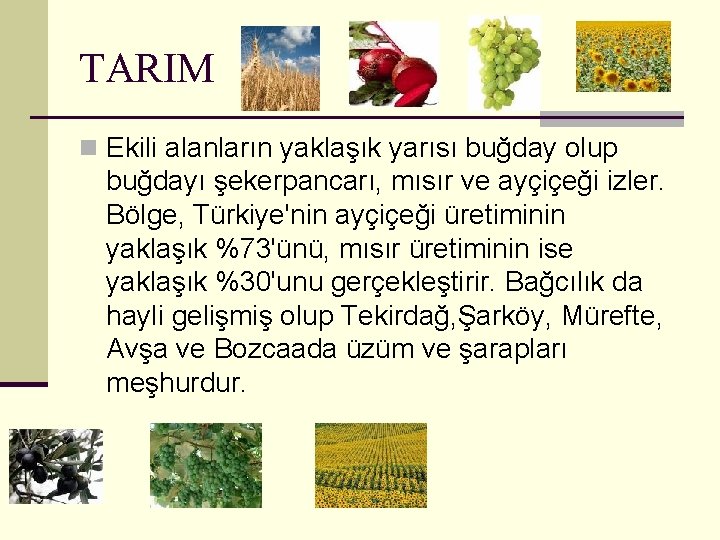 TARIM n Ekili alanların yaklaşık yarısı buğday olup buğdayı şekerpancarı, mısır ve ayçiçeği izler.