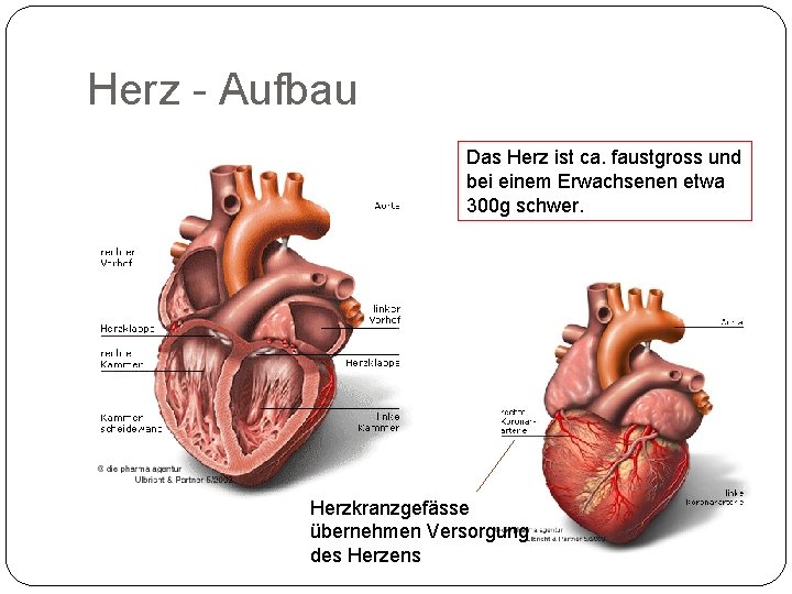 Herz Aufbau Das Herz ist ca. faustgross und bei einem Erwachsenen etwa 300 g