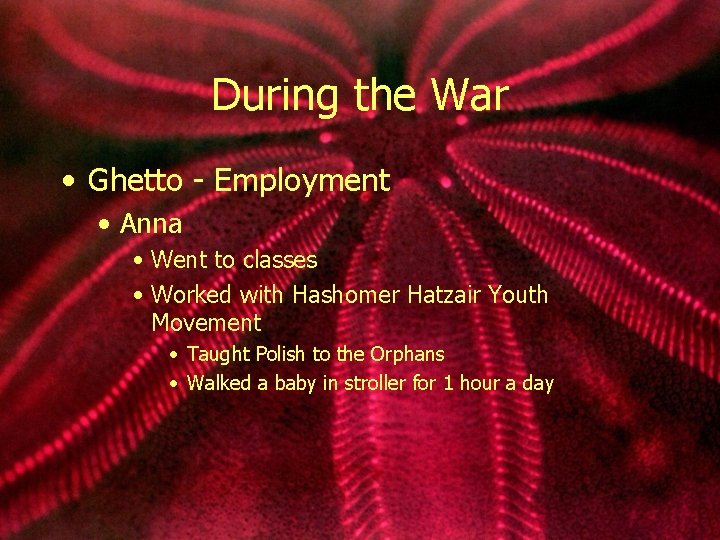 During the War • Ghetto - Employment • Anna • Went to classes •