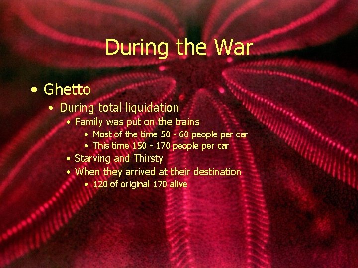 During the War • Ghetto • During total liquidation • Family was put on