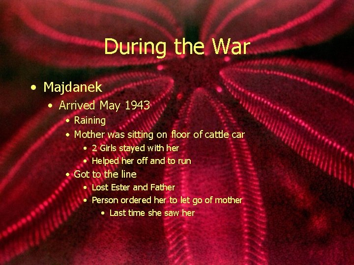 During the War • Majdanek • Arrived May 1943 • Raining • Mother was