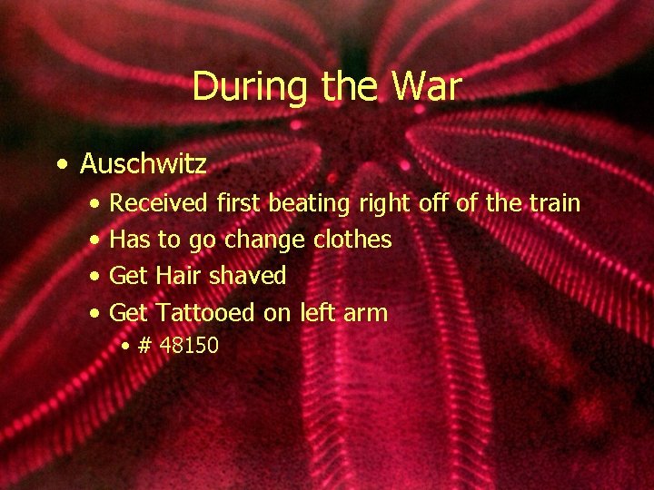 During the War • Auschwitz • • Received first beating right off of the