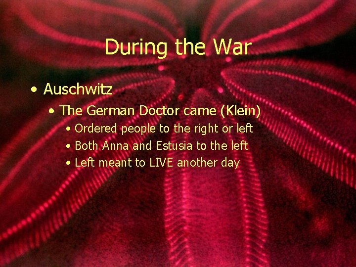 During the War • Auschwitz • The German Doctor came (Klein) • Ordered people