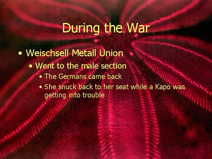 During the War • Weischsell Metall Union • Went to the male section •