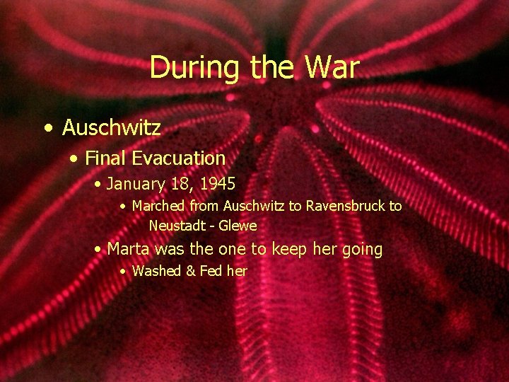 During the War • Auschwitz • Final Evacuation • January 18, 1945 • Marched