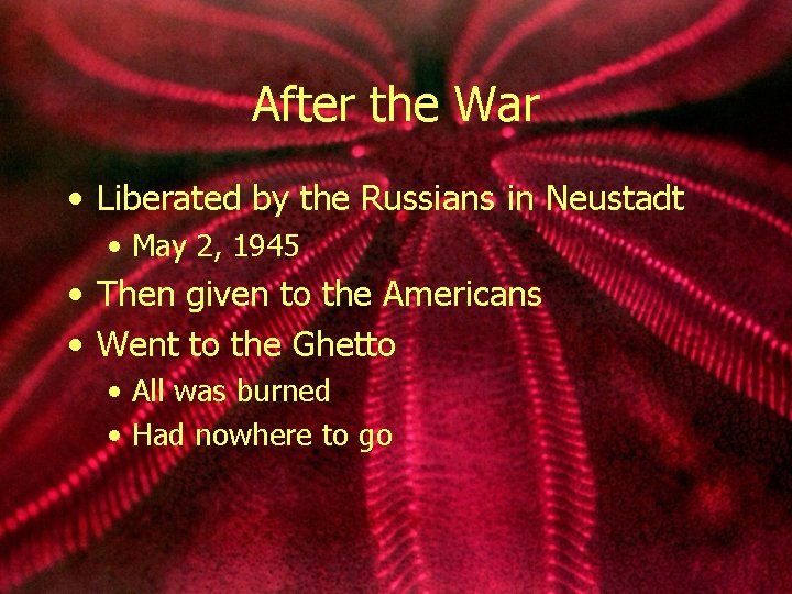 After the War • Liberated by the Russians in Neustadt • May 2, 1945