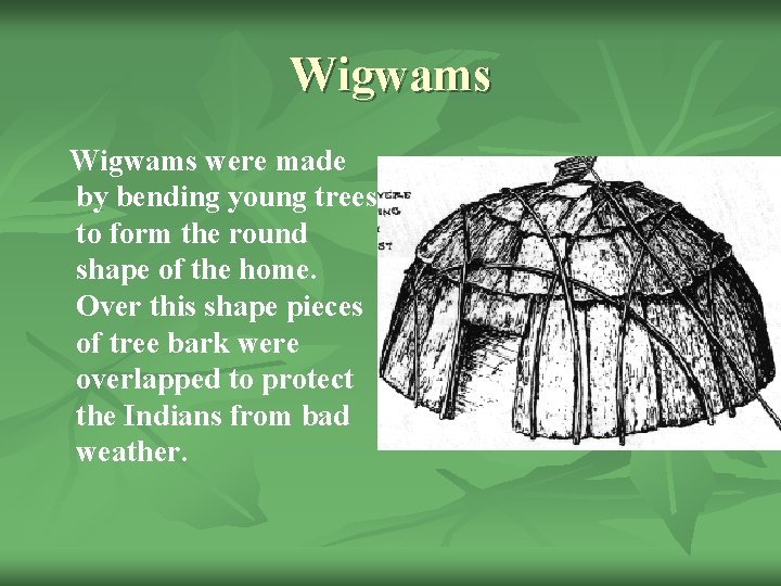 Wigwams were made by bending young trees to form the round shape of the