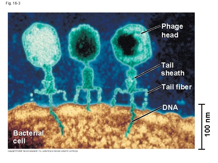 Fig. 16 -3 Phage head Tail sheath Tail fiber Bacterial cell 100 nm DNA