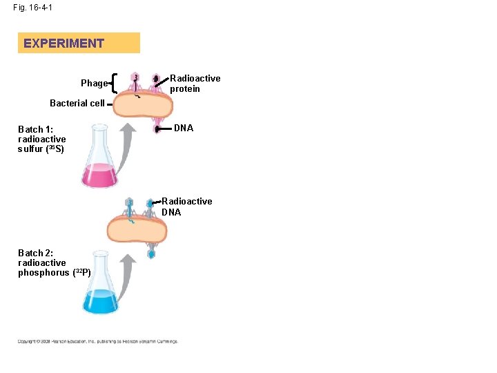 Fig. 16 -4 -1 EXPERIMENT Phage Radioactive protein Bacterial cell Batch 1: radioactive sulfur