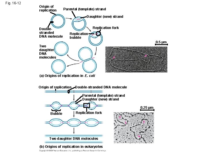 Fig. 16 -12 Origin of replication Parental (template) strand Daughter (new) strand Doublestranded DNA