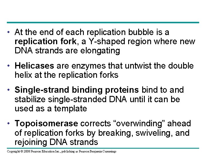  • At the end of each replication bubble is a replication fork, a