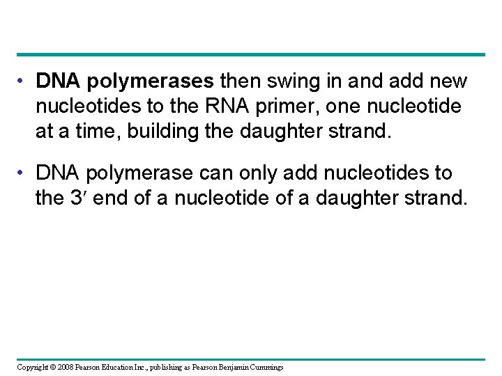  • DNA polymerases then swing in and add new nucleotides to the RNA