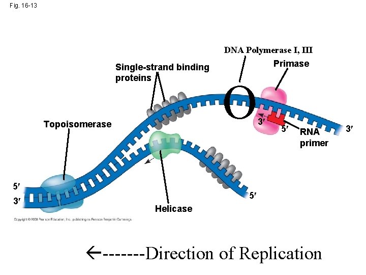 Fig. 16 -13 Single-strand binding proteins Topoisomerase 5 3 DNA Polymerase I, III Primase