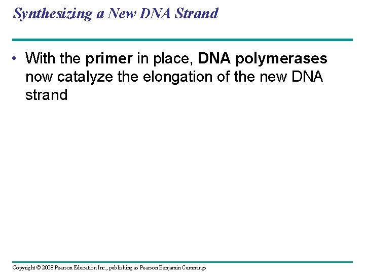 Synthesizing a New DNA Strand • With the primer in place, DNA polymerases now
